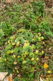 Attēlu rezultāti vaicājumam “Crepis paludosa leaf”