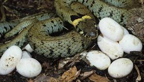 Image result for Ringelnatter