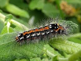 Attēlu rezultāti vaicājumam “Euproctis similis larva”