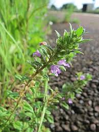 Attēlu rezultāti vaicājumam “Acinos arvensis leaf”