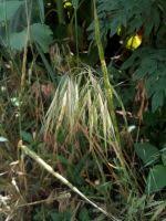 Attēlu rezultāti vaicājumam “Anisantha tectorum fruit”