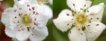 Attēlu rezultāti vaicājumam “Crataegus laevigata flower”