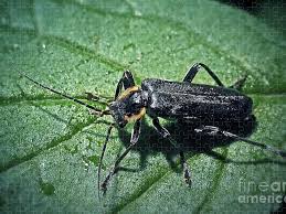 Attēlu rezultāti vaicājumam “Cantharis obscura”