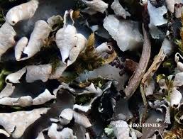 Attēlu rezultāti vaicājumam “Peltigera malacea”