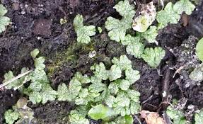 Attēlu rezultāti vaicājumam “Riccia rhenana”