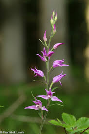 Attēlu rezultāti vaicājumam “Cephalanthera rubra leaf”