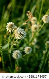 Attēlu rezultāti vaicājumam “Trifolium montanum flower”