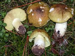 Attēlu rezultāti vaicājumam “Tricholoma flavovirens”