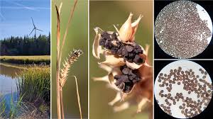 Attēlu rezultāti vaicājumam “Anthracoidea”