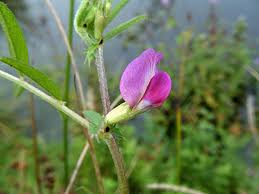 Attēlu rezultāti vaicājumam “Vicia sativa”