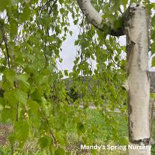 Attēlu rezultāti vaicājumam “Betula pendula Youngii”