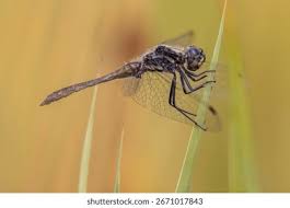 Attēlu rezultāti vaicājumam “Sympetrum danae”