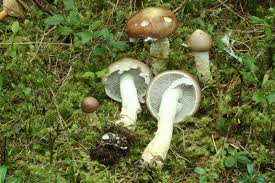 Attēlu rezultāti vaicājumam “Stropharia hornemannii”