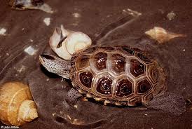 Image result for Malaclemys terrapin