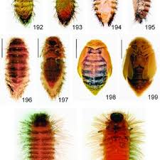 Attēlu rezultāti vaicājumam “Anthrenus sp. imago”