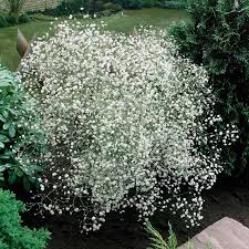 Attēlu rezultāti vaicājumam “Gypsophila paniculata”