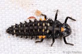 Attēlu rezultāti vaicājumam “Anatis ocellata”