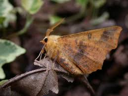 Attēlu rezultāti vaicājumam “Ennomos autumnaria”