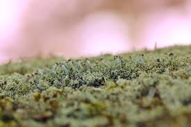 Attēlu rezultāti vaicājumam “Cladonia parasitica”