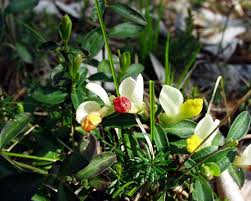 Attēlu rezultāti vaicājumam “Polygala amarella flower”