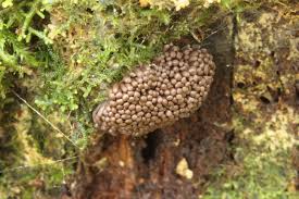 Attēlu rezultāti vaicājumam “Tubifera ferruginosa (subsp. ferruginosa) spores”