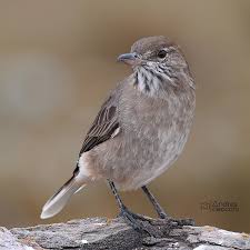 Attēlu rezultāti vaicājumam “Trichia alpina sessile”