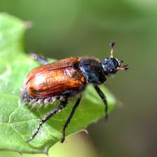 Attēlu rezultāti vaicājumam “Phyllopertha horticola”