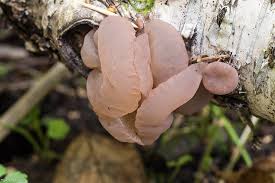 Attēlu rezultāti vaicājumam “Neobulgaria pura”