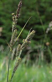 Attēlu rezultāti vaicājumam “Carex hartmanii”