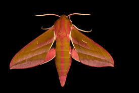 Attēlu rezultāti vaicājumam “Deilephila elpenor”