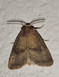 Attēlu rezultāti vaicājumam “Rusina ferruginea”