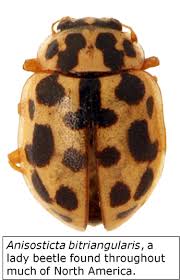 Attēlu rezultāti vaicājumam “Coccinellidae”