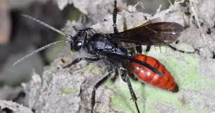 Attēlu rezultāti vaicājumam “Pompilidae”