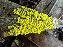 Attēlu rezultāti vaicājumam “Physarum bryocorticola”