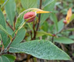 Attēlu rezultāti vaicājumam “Salix lapponum leaf”