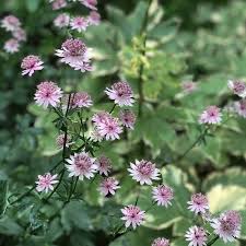 Image result for Astrantia majon `Abbey Road`
