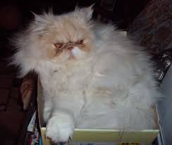 http://t0.gstatic.com/images?q=tbn:ANd9GcQR5ZulY5dTUfEgWh6cWRM6B_kPmyd4I4cPJJ92TjGNqOsJkHW-