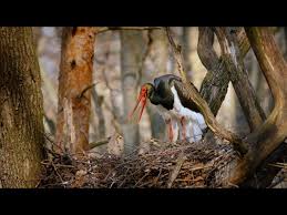 Attēlu rezultāti vaicājumam “Ciconia nigra nest”