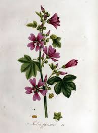 Image result for Malva sylvestris