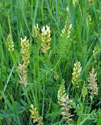 Attēlu rezultāti vaicājumam “Astragalus arenarius leaf”