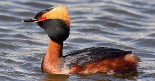 Image result for Podiceps auritus