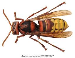 Attēlu rezultāti vaicājumam “Vespa crabro”