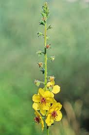 Attēlu rezultāti vaicājumam “Verbascum blattaria leaf”