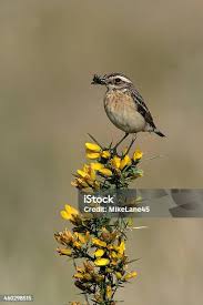 Attēlu rezultāti vaicājumam “Saxicola rubetra”