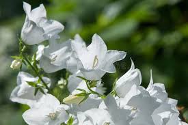Image result for Campanula formanekiana