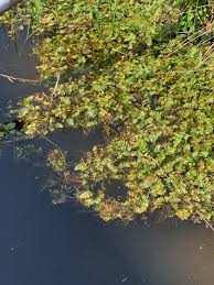 Attēlu rezultāti vaicājumam “Berula erecta leaf”