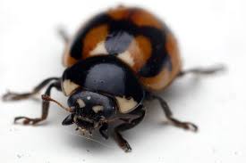 Attēlu rezultāti vaicājumam “Coccinella hieroglyphica”