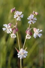 Attēlu rezultāti vaicājumam “Silene latifolia subsp. alba”
