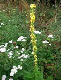 Image result for Verbascum nigrum