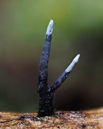 Attēlu rezultāti vaicājumam “Xylaria”